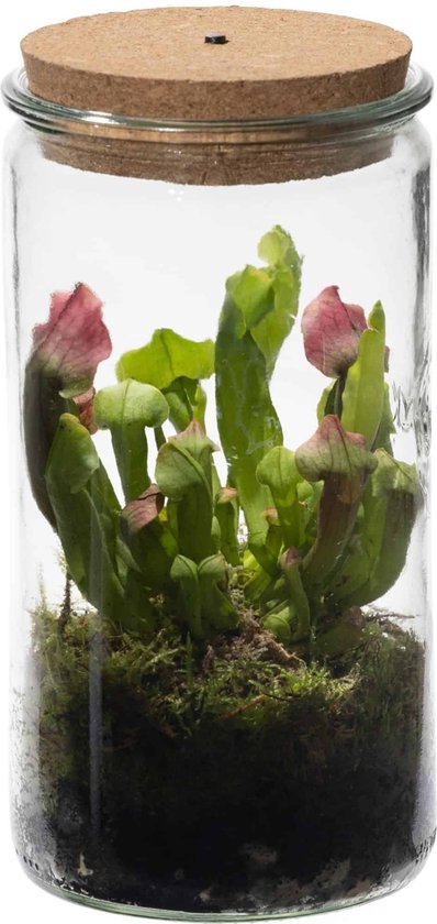 Swampworld Weck Glas - Trompetbekerplant - Ecosysteem plant met lamp - 1  Vleesetende... | bol.com