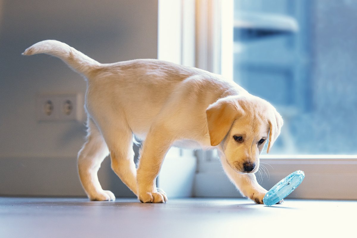 Beeztees Puppy Koel Bijtring Lou - Puppy Speelgoed thumbnail 2