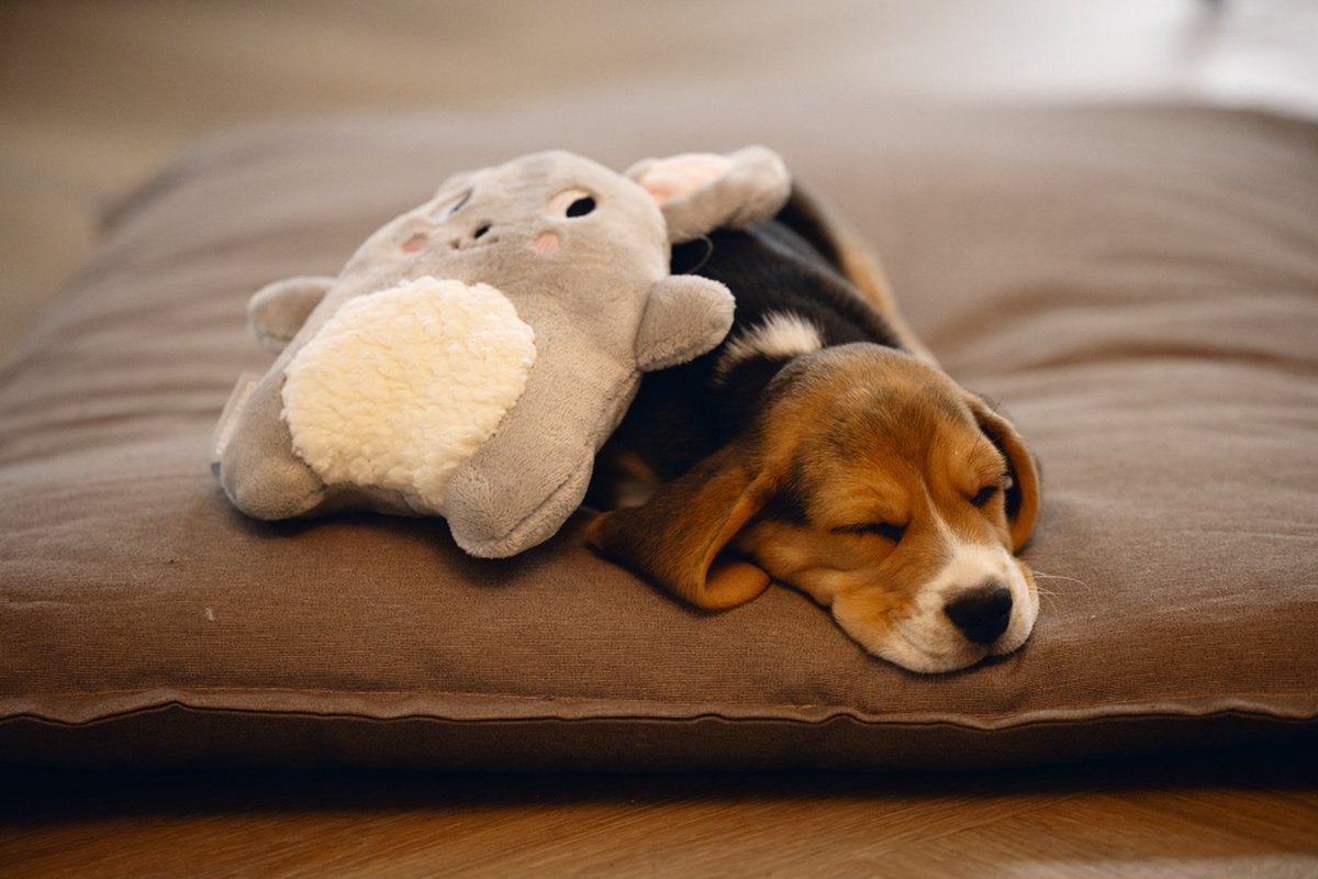 Beeztees Puppy Snoet - Puppy Speelgoed - Puppyknuffel - Hondenspeelgoed - Pluche - Grijs - 25x20x7,5 cm thumbnail 3