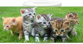Spaarpot - Kittens op Gras