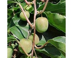 Kiwibes - Actinidia arguta ‘Issai’ 50-60 cm