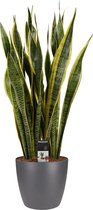 Sanseveria Laurentii in sierpot Elho Brussels Round Antracite ↨ 80cm - hoge kwaliteit planten