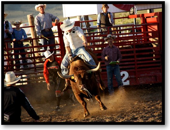 Stier in Rodeo - USA - Fotoposter 40x30 met Lijst