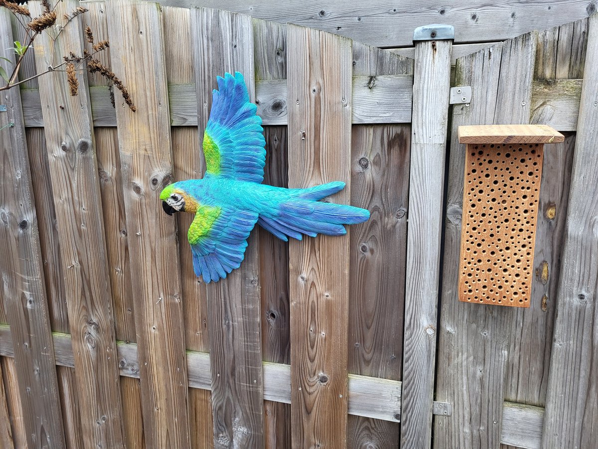 Hangende Blauwe Papegaai Vogel