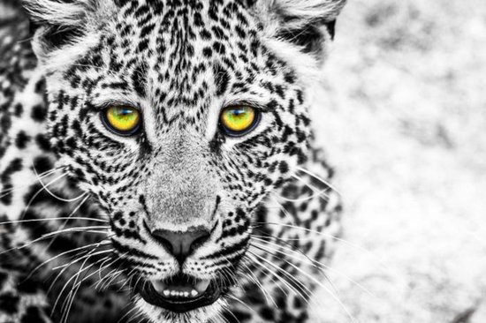 Glasschilderij - panter - luipaard - zwart wit - 120x80cm - groen gele ogen