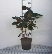 Corylus maxima 'Purpurea' - Lambertsnoot, Rode hazelaar 60 - 80 cm in pot