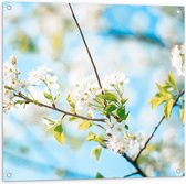 Tuinposter – Kleine Witte Bloemetjes aan Tak van Boom - 80x80 cm Foto op Tuinposter (wanddecoratie voor buiten en binnen)
