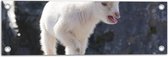 WallClassics - Tuinposter – Wit Babygeitje op Rots - 60x20 cm Foto op Tuinposter (wanddecoratie voor buiten en binnen)