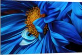 WallClassics - Dibond - Close-up van Felblauwe Bloem met Gele Binnenkant - 120x80 cm Foto op Aluminium (Met Ophangsysteem)