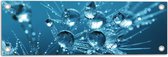 WallClassics - Poster de jardin - Gouttes sur Graines de Bloem - 60x20 cm Photo sur poster de jardin (décoration murale pour extérieur et intérieur)