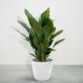 Combideal - Spathiphyllum inclusief zelfwaterende pot Joy Wit L - 160cm