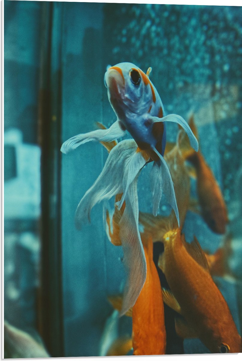 PVC Schuimplaat- Blauw met Oranje Vis met Dansende Vinnen in het Aquarium - 50x75 cm Foto op PVC Schuimplaat