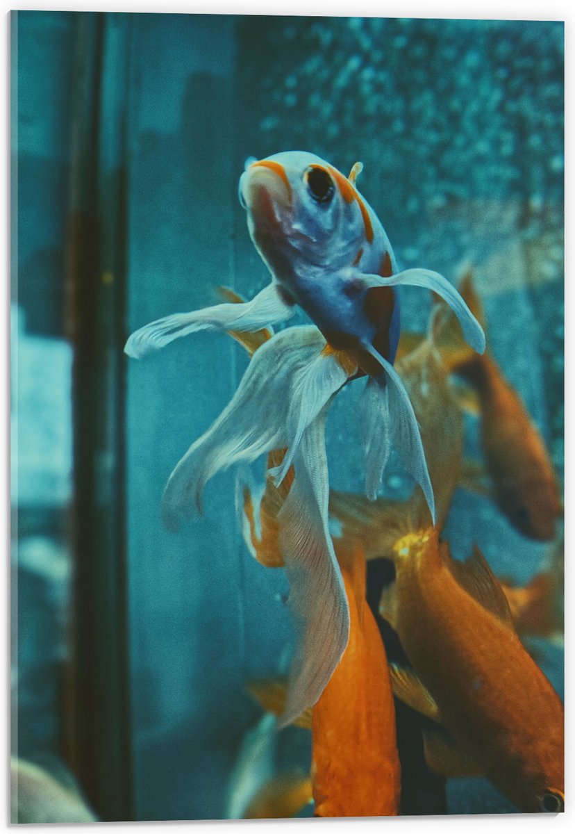 Acrylglas - Blauw met Oranje Vis met Dansende Vinnen in het Aquarium - 40x60 cm Foto op Acrylglas (Met Ophangsysteem)