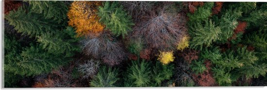 Acrylglas - Bovenaanzicht van Coniferen Bomen in Verschillende Kleuren - 60x20 cm Foto op Acrylglas (Met Ophangsysteem)