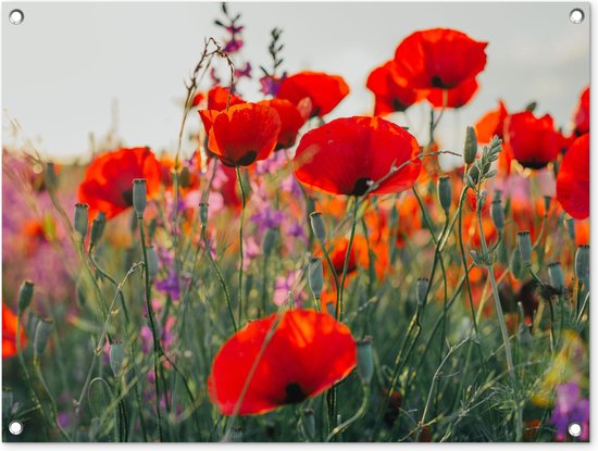 Tuinschilderij - Bloemen - Klaproos - Rood - Tuin - 80x60 cm - Schuttingdoek - Tuinposter - Tuindecoratie - Tuindoek - Buitenposter