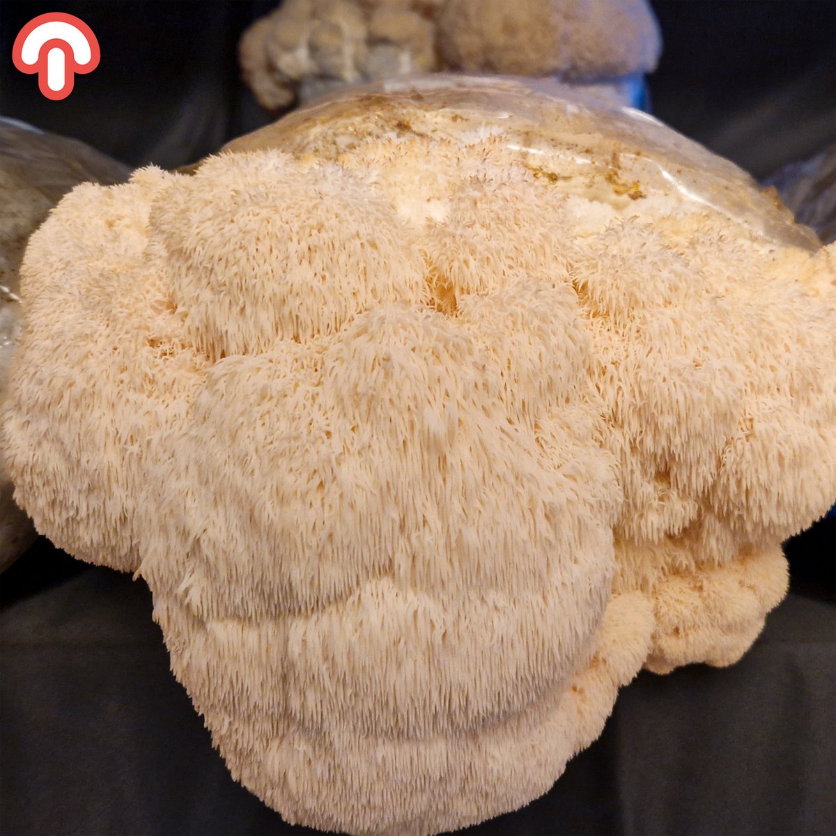 Bol.com Samzwam Grow Kit - Pruikzwam (Lion's Mane) Kweekset XL - Kant en klaar - Gezonde Paddenstoelen - Geschikt voor Beginners... aanbieding
