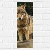 Muursticker - Booskijkende Wolf met Oranje Ogen in het Bos - 20x60 cm Foto op Muursticker