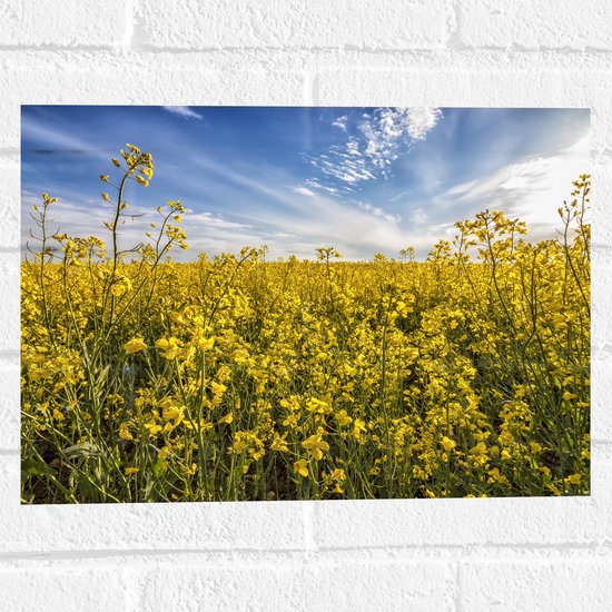 Muursticker - Bloeiende Gele Bloemen op een Mooie Lentedag - 40x30 cm Foto op Muursticker