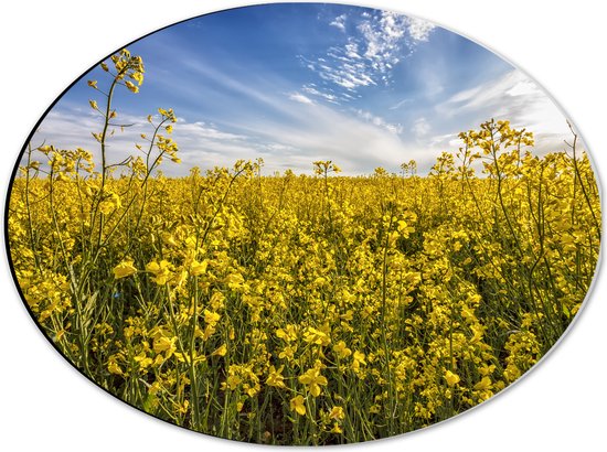 Dibond Ovaal - Bloeiende Gele Bloemen op een Mooie Lentedag - 40x30 cm Foto op Ovaal (Met Ophangsysteem)