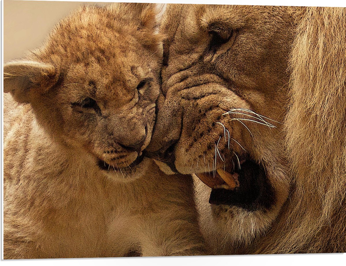 PVC Schuimplaat - Mannetjes Leeuw Knuffelend met Welp - 80x60 cm Foto op PVC Schuimplaat (Met Ophangsysteem)