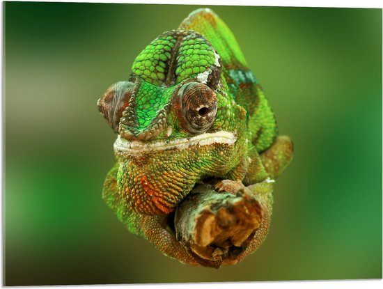 Acrylglas - Groene Kameleon Gekruld om Smalle Houten Tak - 80x60 cm Foto op Acrylglas (Met Ophangsysteem)