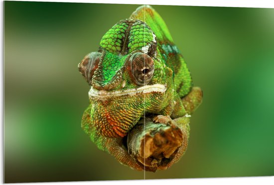 Acrylglas - Groene Kameleon Gekruld om Smalle Houten Tak - 120x80 cm Foto op Acrylglas (Wanddecoratie op Acrylaat)