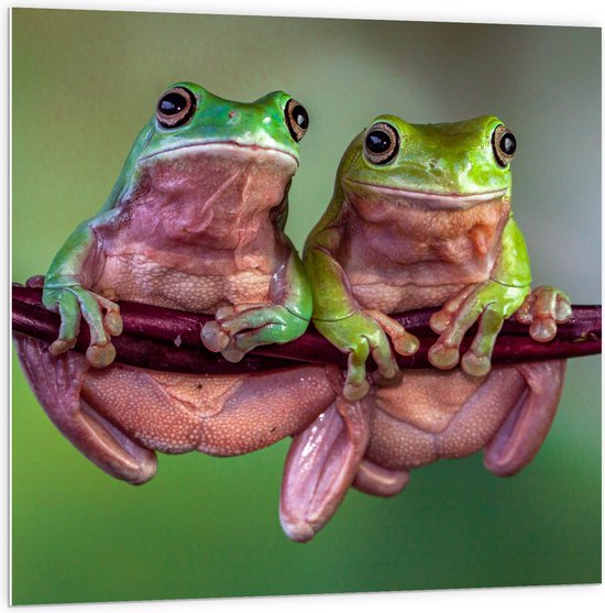 PVC Schuimplaat - Duo Australische Boomkikkers hangend aan Smalle Tak in Groene Omgeving - 100x100 cm Foto op PVC Schuimplaat (Met Ophangsysteem)
