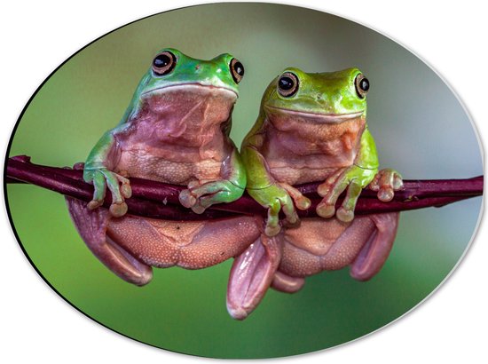 Dibond Ovaal - Duo Australische Boomkikkers hangend aan Smalle Tak in Groene Omgeving - 40x30 cm Foto op Ovaal (Met Ophangsysteem)