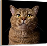 Hout - Bruine Scottisch Kat met Helderkleurige Ogen tegen Zwarte Achtergrond - 100x100 cm - 9 mm dik - Foto op Hout (Met Ophangsysteem)