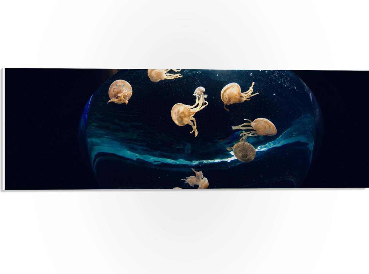 PVC Schuimplaat - Groepje Oranjekleurige Kwallen in Bolvormig Aquarium - 60x20 cm Foto op PVC Schuimplaat (Met Ophangsysteem)