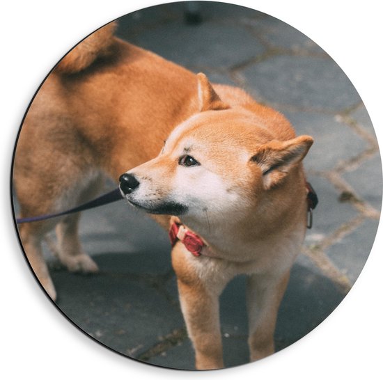 Dibond Muurcirkel - Aangelijnde Shiba Inu Hond op Terras - 40x40 cm Foto op Aluminium Muurcirkel (met ophangsysteem)