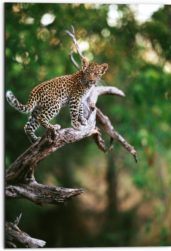 Dibond - Baby Luipaard lopend over Smalle Tak in het BoS - 50x75 cm Foto op Aluminium (Met Ophangsysteem)