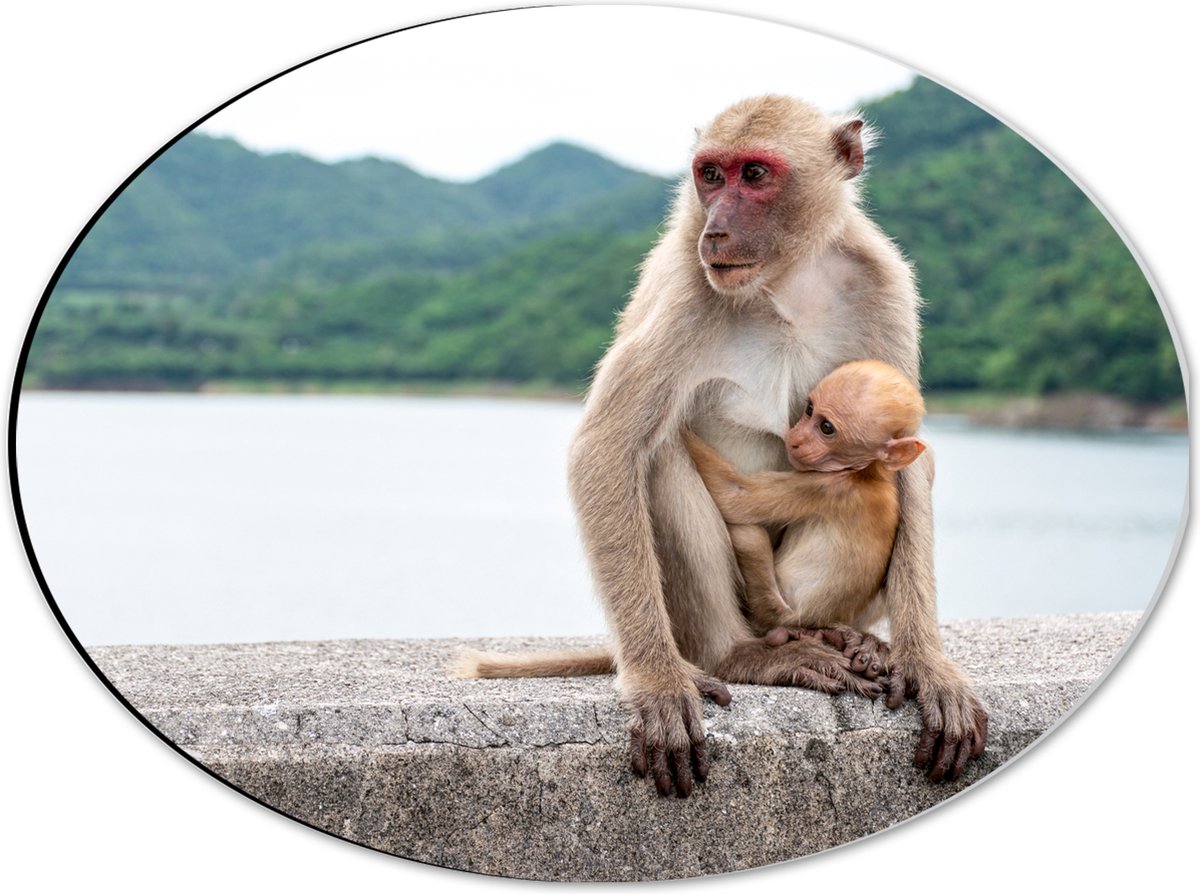 Dibond Ovaal - Baby Aap Hangend bij Moederaap op Stenen Rand - 40x30 cm Foto op Ovaal (Met Ophangsysteem)