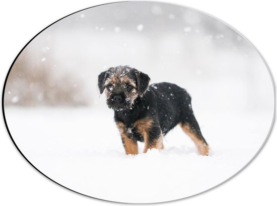 Dibond Ovaal - Bruin met Zwarte Borderterriër Hond in Hevige Sneeuwstorm - 40x30 cm Foto op Ovaal (Met Ophangsysteem)