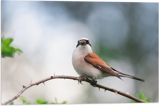 Vlag - Aankijkende Grauwe Klauwier Vogel op Tak - 60x40 cm Foto op Polyester Vlag