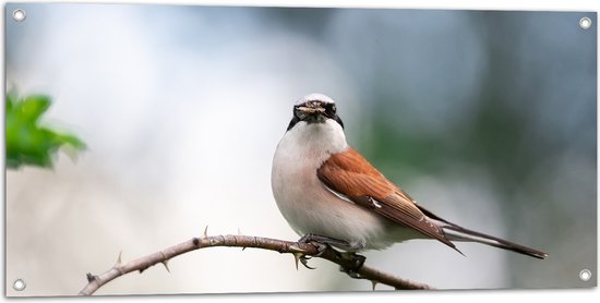 Tuinposter – Aankijkende Grauwe Klauwier Vogel op Tak - 100x50 cm Foto op Tuinposter (wanddecoratie voor buiten en binnen)