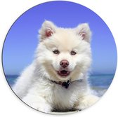 Dibond Muurcirkel - Lachende Witte Finse Lappen Hond op het Strand bij de Zee - 70x70 cm Foto op Aluminium Muurcirkel (met ophangsysteem)