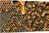 Dibond - Kolonie van Bijen in Honinggraat - 150x100 cm Foto op Aluminium (Wanddecoratie van metaal)