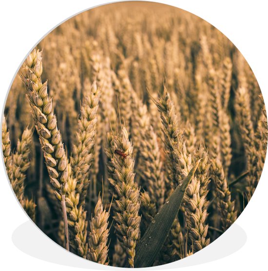 WallCircle - Esthétique décoration chambre - Cercle mural - Cercle mural Intérieur - Nature - Plantes - Blé - Marron - 90x90 cm - Décoration murale - Peintures ronds