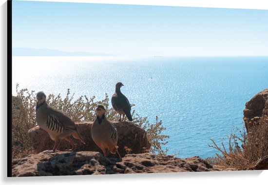 Canvas - Drie Vogels op Stenen aan de Rand van Cliff aan de Kust - 120x80 cm Foto op Canvas Schilderij (Wanddecoratie op Canvas)