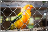 Tuinposter – Felgekleurde Zonparkiet Vogel achter Geruit Hek - 90x60 cm Foto op Tuinposter (wanddecoratie voor buiten en binnen)