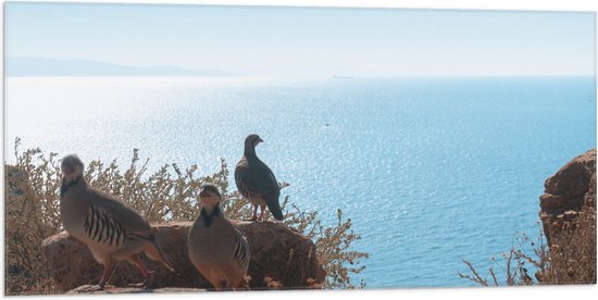 Vlag - Drie Vogels op Stenen aan de Rand van Cliff aan de Kust - 100x50 cm Foto op Polyester Vlag