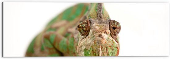 Dibond - Vooraanzicht van Kop van Sip Kijkende Kameleon - 60x20 cm Foto op Aluminium (Met Ophangsysteem)