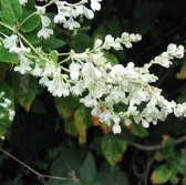 Fallopia Baldschuanica - Bruidssluier - 50-60 cm in pot: Snelle klimplant met witte, bloemtrossen in de zomer en herfst.