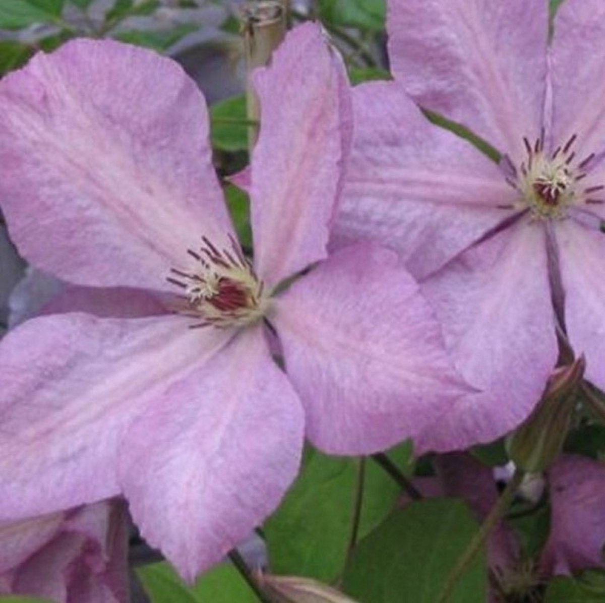 Arborix Clematis 'Margaret Hunt' Bosrank 50-60 cm in pot: Klimplant met grote roze-paarse bloemen in de zomer en herfst