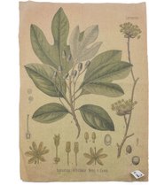 Kolony - Shabby doek - Plant / Botanisch - 61x44 cm