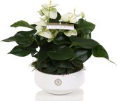 Anthurium White in Lucca keramiek ()