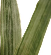JoGrow - Sansevieria - 55 Cm - Ø 14 - 1 Stuks