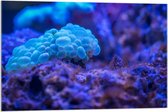 Acrylglas - Blauwe Bollen Oceaan - 90x60cm Foto op Acrylglas (Met Ophangsysteem)