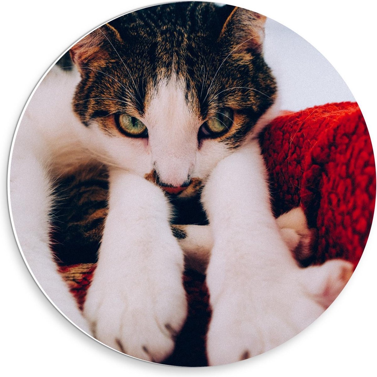 Forex Wandcirkel - Onschuldige Bruine Kat - 30x30cm Foto op Wandcirkel (met ophangsysteem)